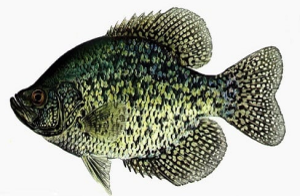 bcrappie