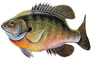 bluegill1