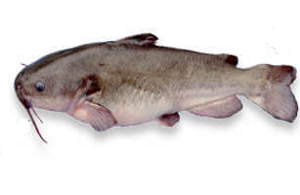 catfish1