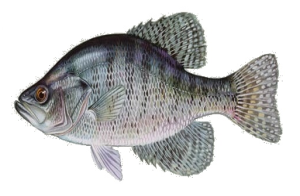 White Crappie